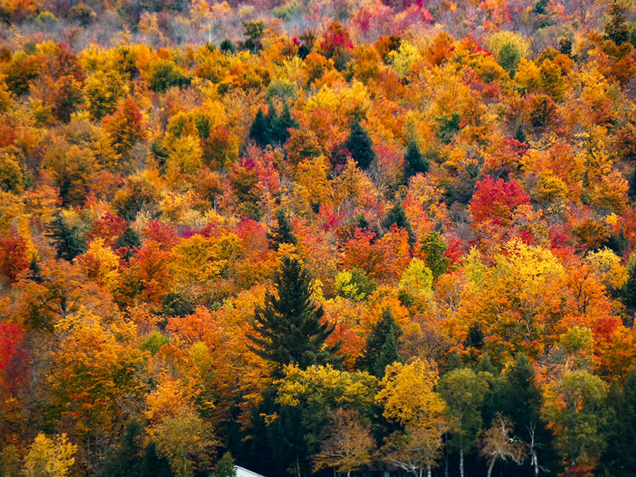 fall colors Stowe Vermont